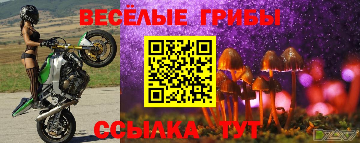 Псилоцибиновые грибы Psilocybe Копейск